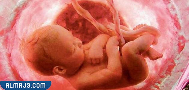 نصائح للمرأة الحامل في الشهر الخامس