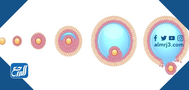 نمو البويضة