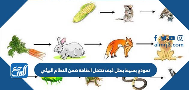 نموذج بسيط يمثل كيف تنتقل الطاقة ضمن النظام البيئي