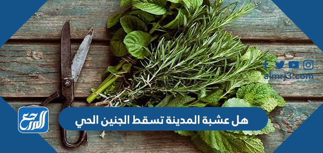 هل عشبة المدينة تسقط الجنين الحي.