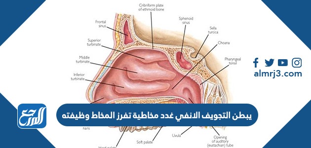 يبطن التجويف الانفي غدد مخاطية تفرز المخاط وظيفته