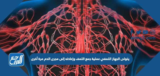 يتولى الجهاز اللمفي عملية جمع اللمف وإعادته إلى مجرى الدم مرة أخرى