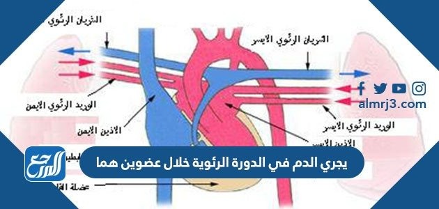 يجري الدم في الدورة الرئوية خلال عضوين هما