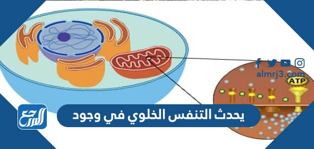 يحدث التنفس الخلوي في وجود