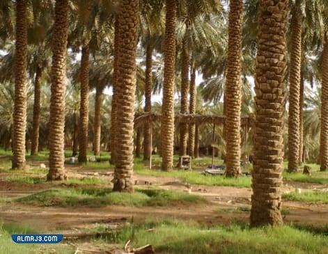 ينبع النخل في ينبع