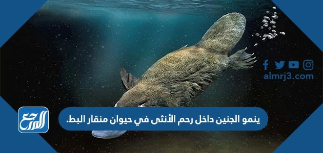 ينمو الجنين داخل رحم الأنثى في حيوان منقار البط