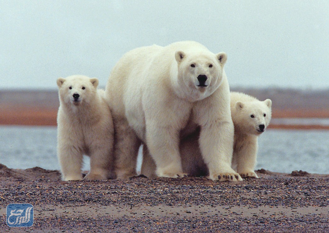 معلومات عن اليوم العالمي للدب القطبي 
