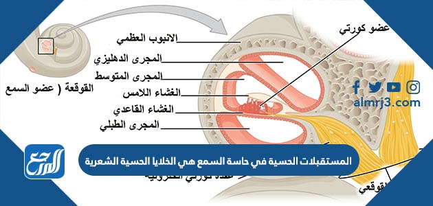 المستقبلات الحسية في حاسة السمع هي الخلايا الحسية الشعرية