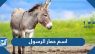 ما اسم حمار الرسول صلى الله عليه وسلم