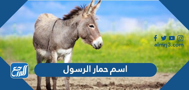 اسم حمار الرسول