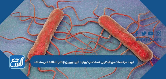 توجد مجتمعات من البكتيريا تستخدم كبريتيد الهيدروجين لإنتاج الطاقة في منطقه