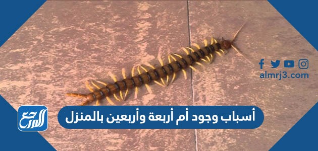 أسباب وجود أم أربعة وأربعين بالمنزل