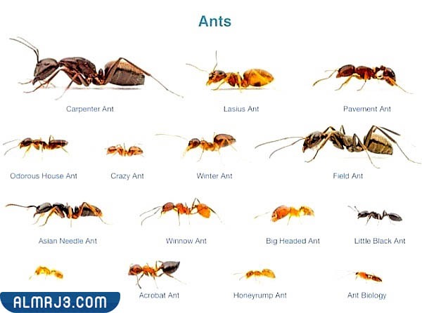 أنواع النمل