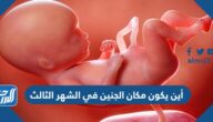 أين يكون مكان الجنين في الشهر الثالث ومراحل تطوره خلال ذلك الشهر