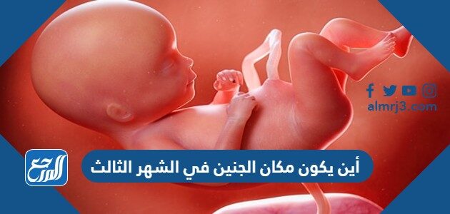 أين يكون مكان الجنين في الشهر الثالث