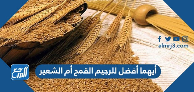 أيهما أفضل للرجيم القمح أم الشعير