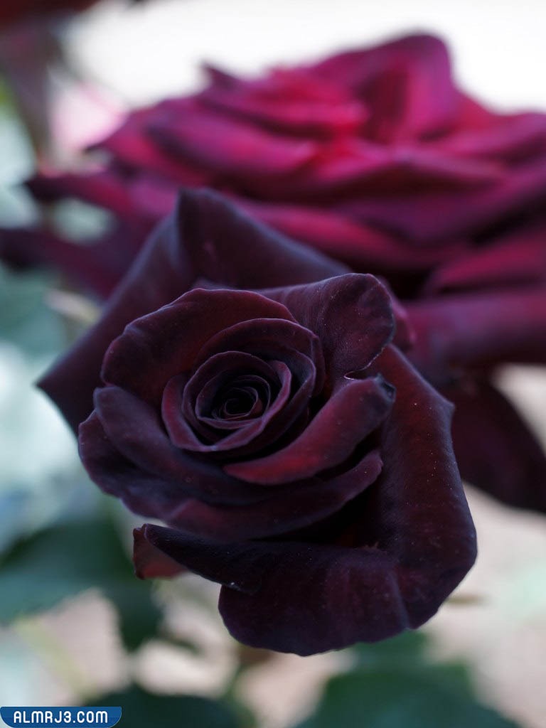 اجمل ورد طبيعي بالصور - وردة البكارا السوداء