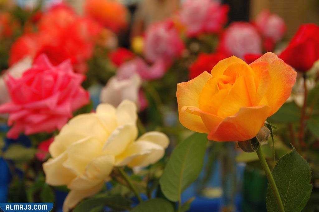 اجمل ورد طبيعي بالصور - وردة الميدالية الذهبية