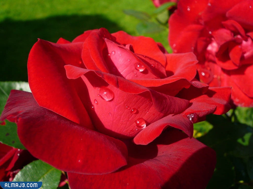 اجمل ورد طبيعي بالصور - وردة فيكتور هوغو