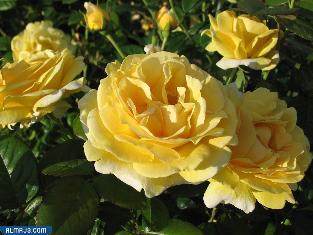 اجمل ورد طبيعي بالصور - وردة مايكل أنجلو