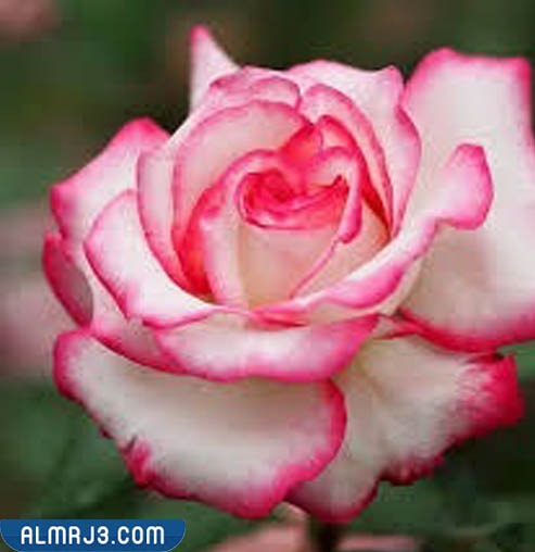 اجمَل وَرد طَبيعي في العَالم