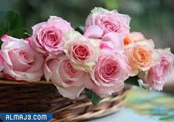 اجمَل وَرد طَبيعي في العَالم