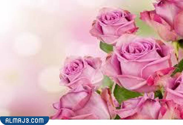 اجمل وَرد طبيعي في العالم