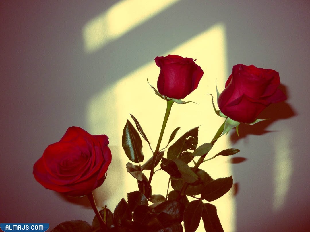 اجمل ورد طبيعي في العالم احمر