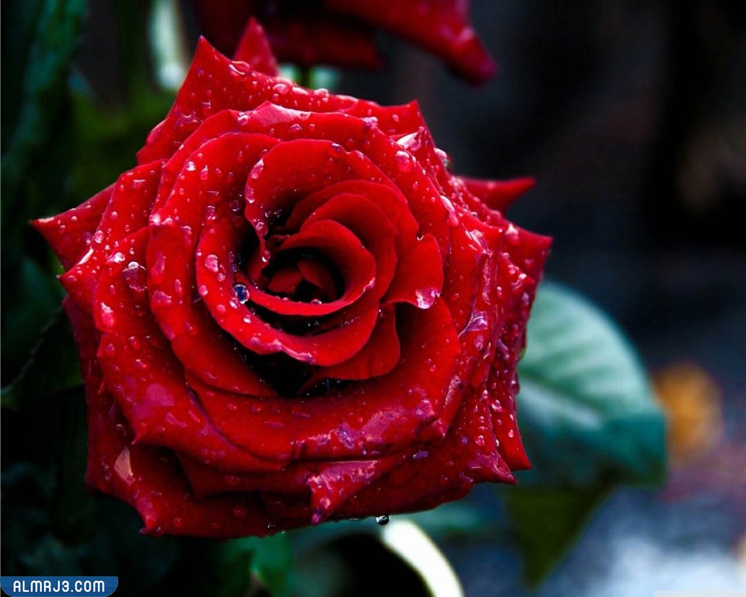 اجمل ورد طبيعي في العالم احمر