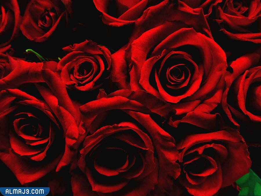 اجمل ورد طبيعي في العالم احمر
