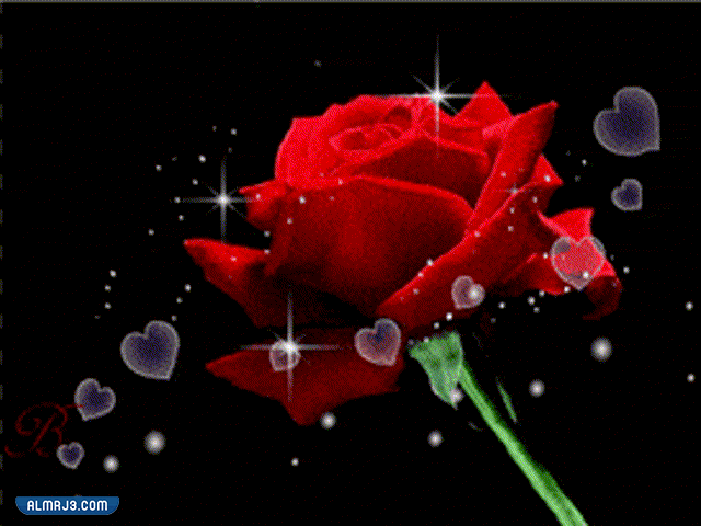 اجمل ورد طبيعي في العالم متحرك