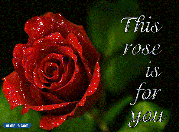 اجمل ورد طبيعي في العالم متحرك