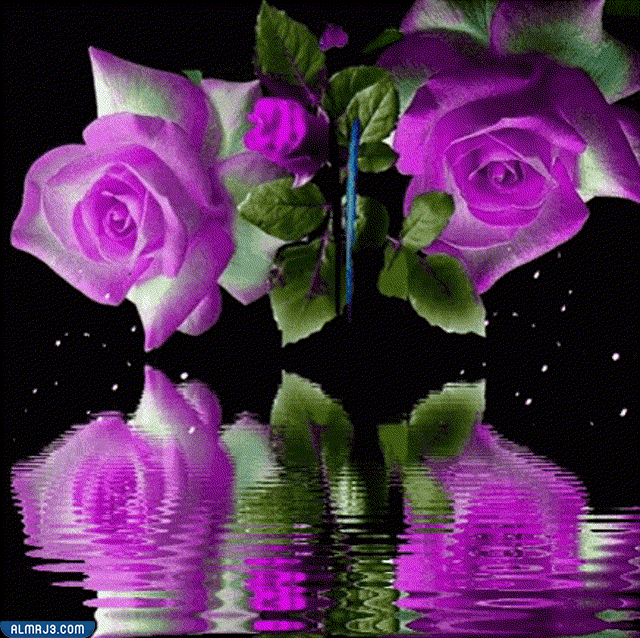 اجمل ورد طبيعي في العالم متحرك