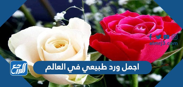 اجمل ورد طبيعي في العالم