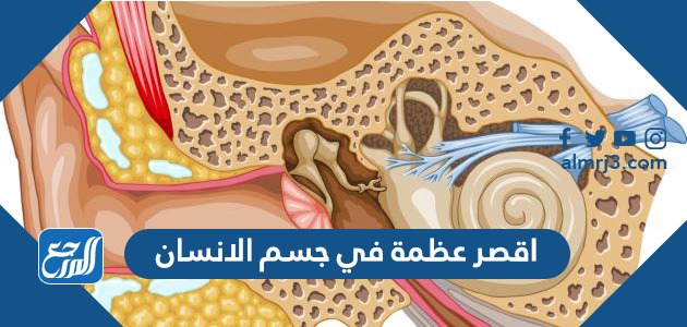 اقصر عظمة في جسم الانسان