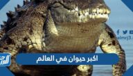 اكبر حيوان في العالم