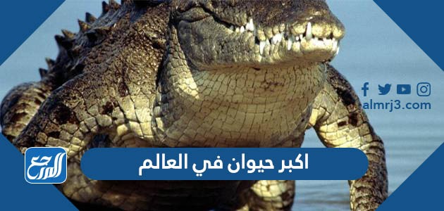 اكبر حيوان في العالم