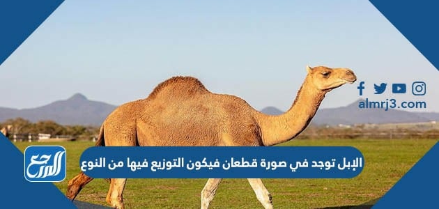 الإبل توجد في صورة قطعان فيكون التوزيع فيها من النوع