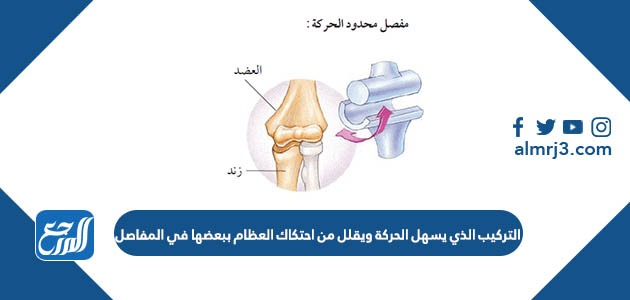 التركيب الذي يسهل الحركة ويقلل من احتكاك العظام ببعضها في المفاصل