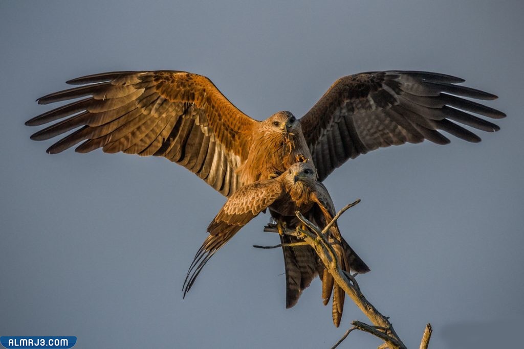 طقوس التزاوج عند الحدأة