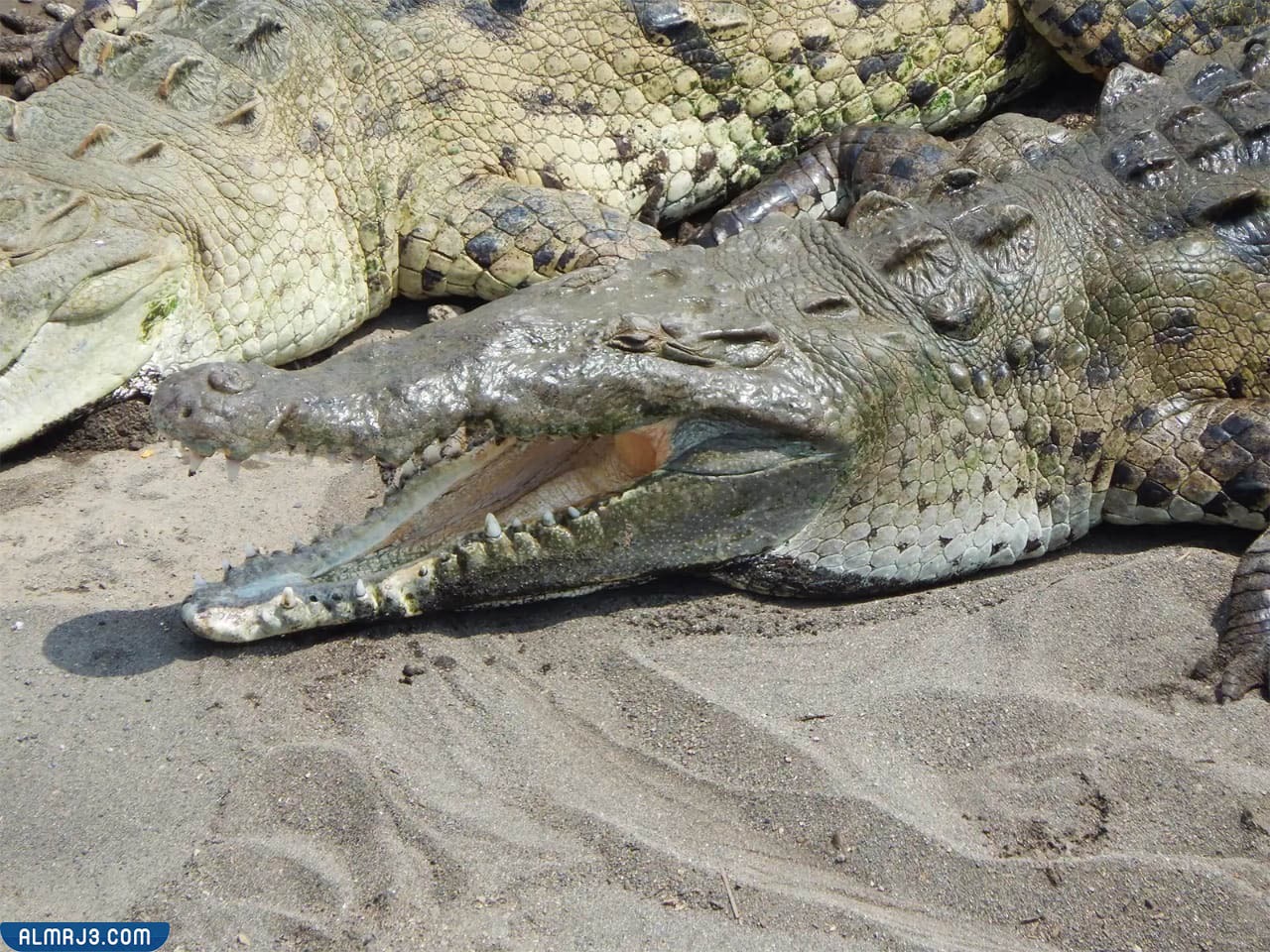 التمساح الأمريكي أو تمساح أمريكى الوسطى