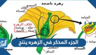 الجزء المذكر في الزهره ينتج