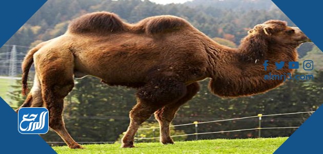 الجمل ذو السنامين