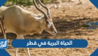 معلومات عن الحياة البرية في قطر