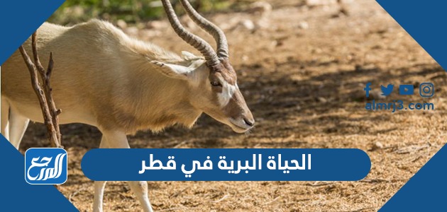 الحياة البرية في قطر