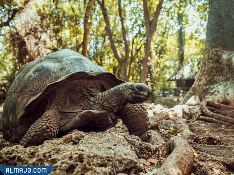 السلاحف البرية