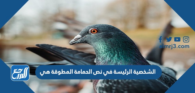 الشخصية الرئيسة في نص الحمامة المطوقة هي