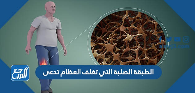 الطبقة الصلبة التي تغلف العظام تدعى