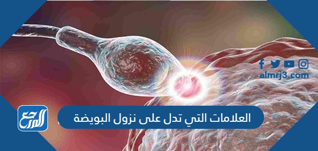 العلامات التي تدل على نزول البويضة