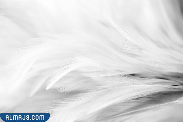 اللون الأبيض